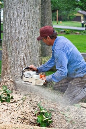 Tools to Help You Remove a Tree
