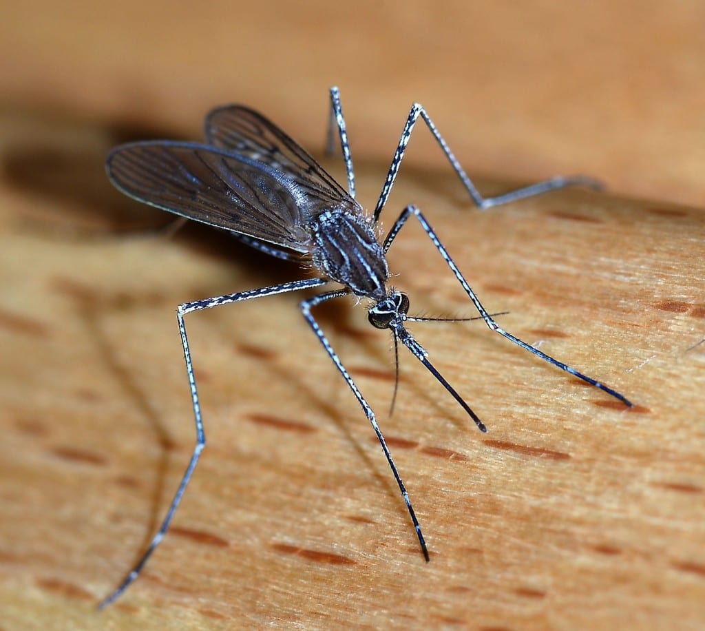 Threats posed by mosquitoes and mosquitoes control methods 