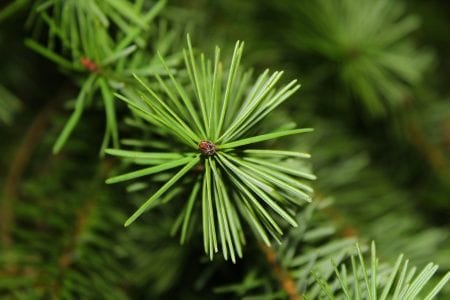 We remove Christmas-tree needles