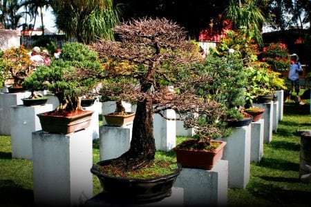 How to Grow and Care for a Bonsai Tree
