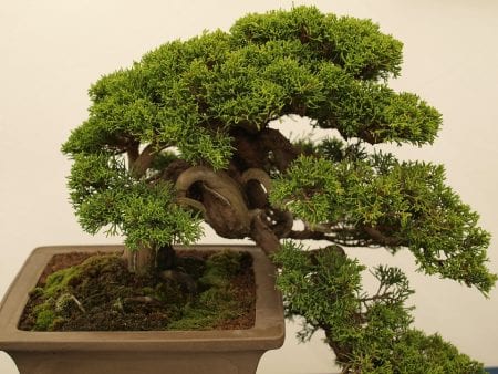 Caring for a Bonsai tree