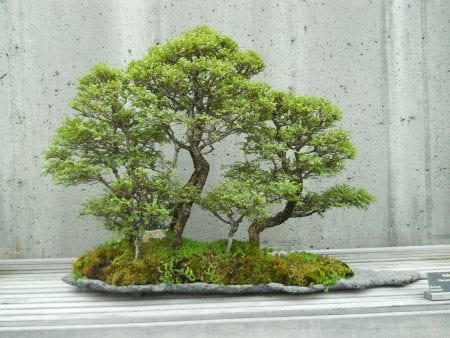 How to Care for Bonsai Tools