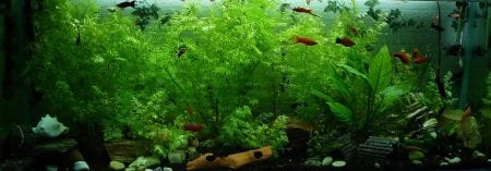 Can I Have an Aquarium in My Home?