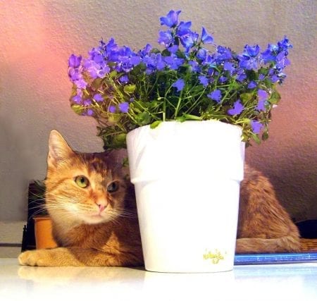 Safeguarding Plants From Cats - How To Keep Cats Out Of Houseplants
