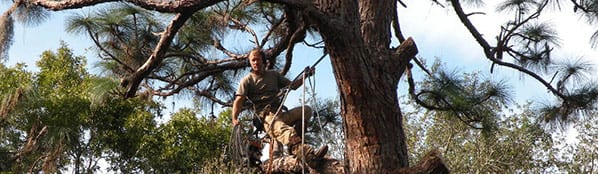 How to Cut Trees Safely