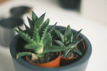 A Green Touch: How to Choose Succulent Plants for Your Home
