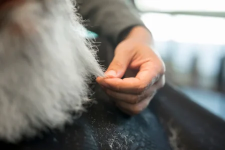 Tips And Techniques For Fur-Free Surfaces