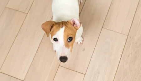 How Floor Color Shapes Your Space: What You Need to Know