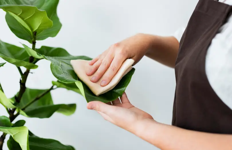 Eco-Friendly Cleaning: A Smarter Way To Keep Your Home Clean